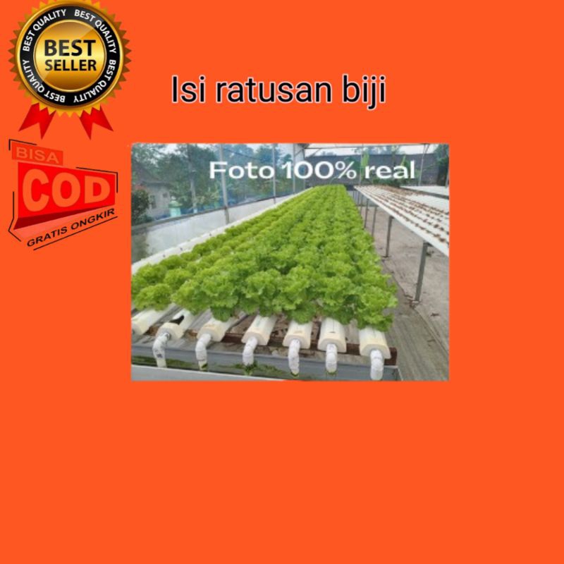 Benih SELADA KERITING Eceran