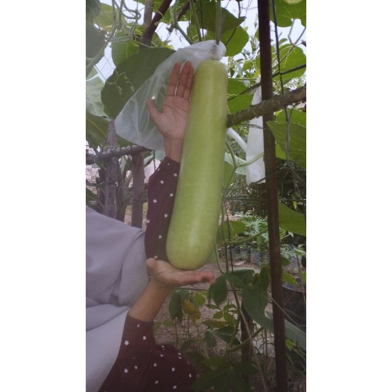 

labu air organik tanpa bahan kimia