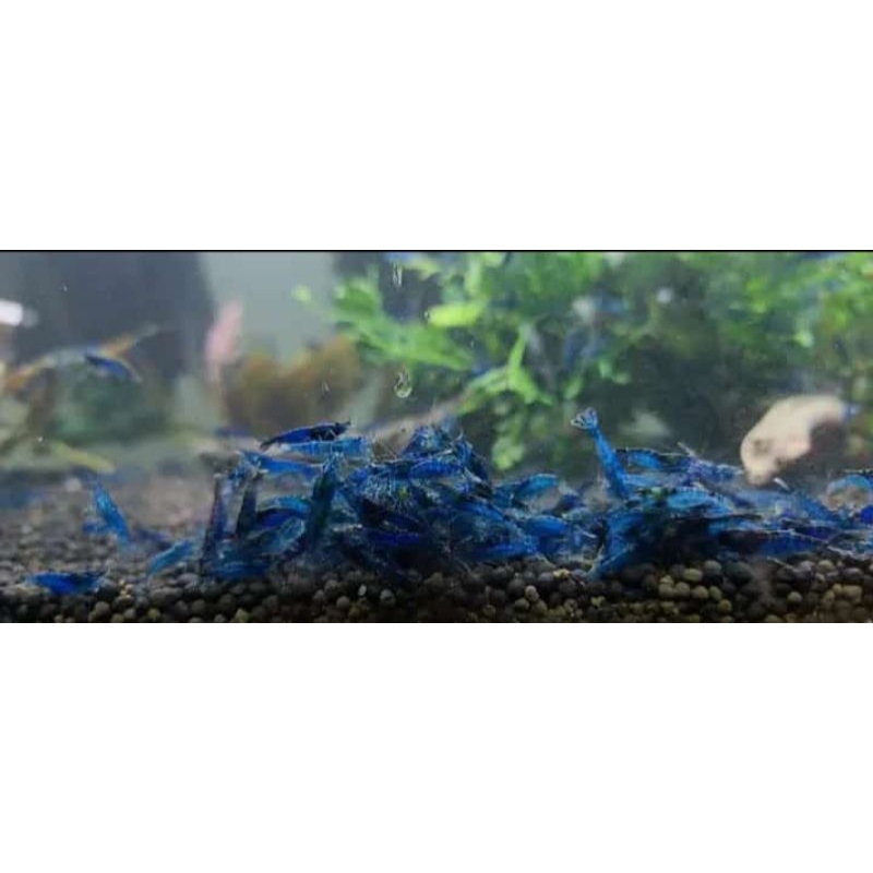 udang hias Aquascape blue diamond paket 50 ekor UK dewasa