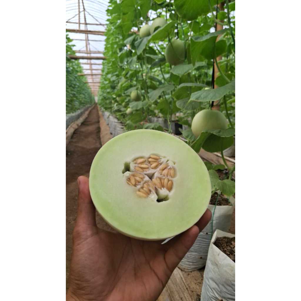 

Melon HONEY GLOBE Melon Premium By Raffas Garden