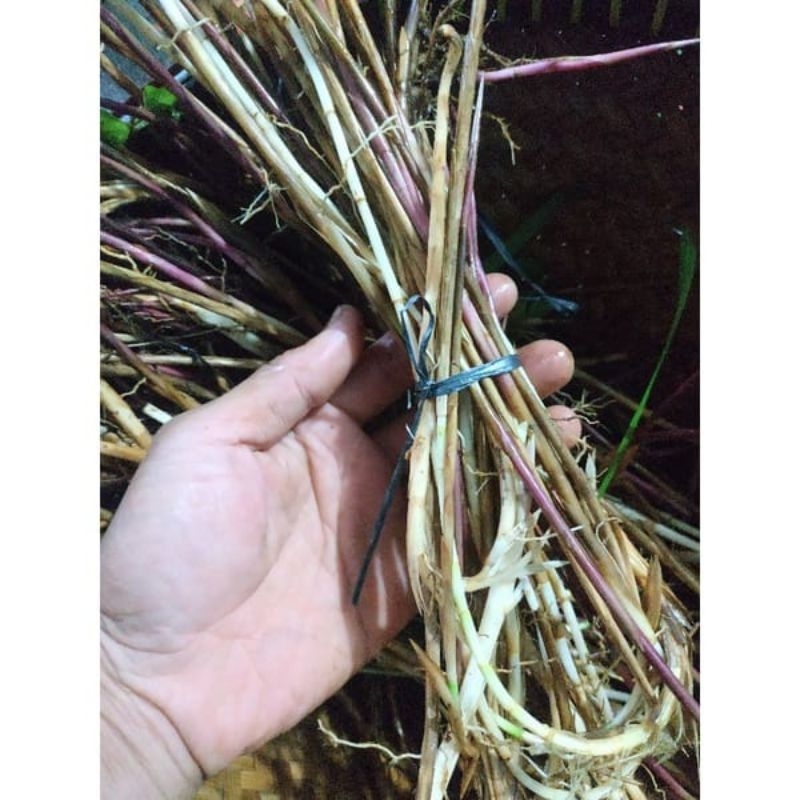 

akar alang alang/ilalang fres per 100gr