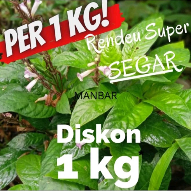 

DAUN RENDEU SEGAR LALAPAN HERBAL 1KG