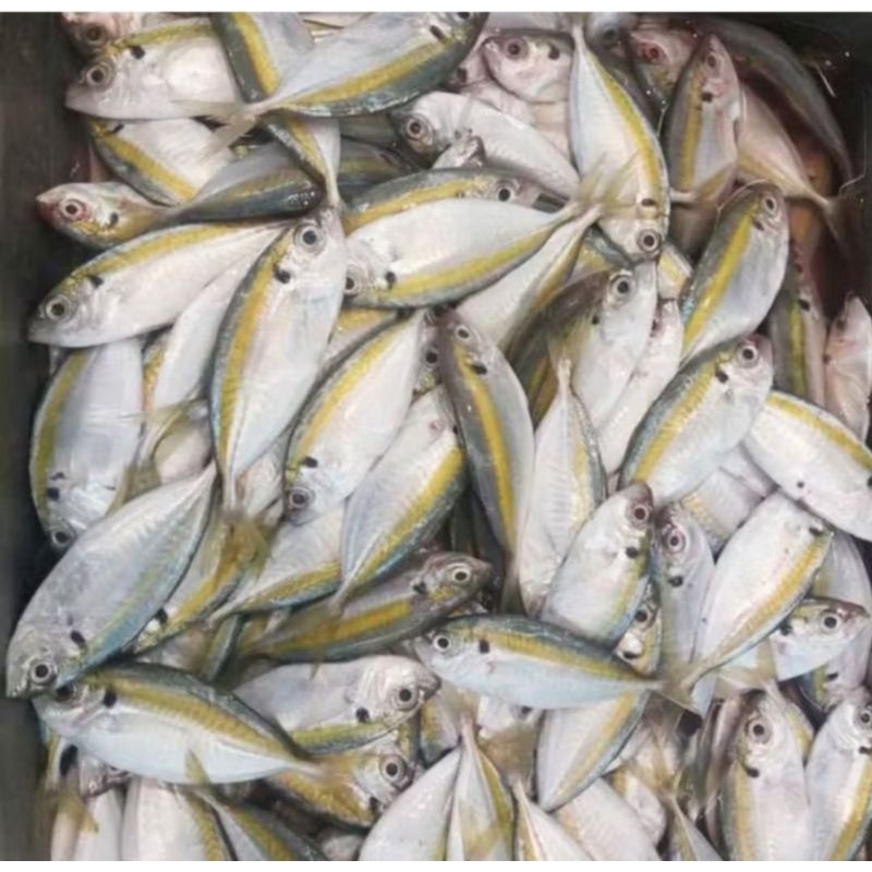 

ikan selar 1kg