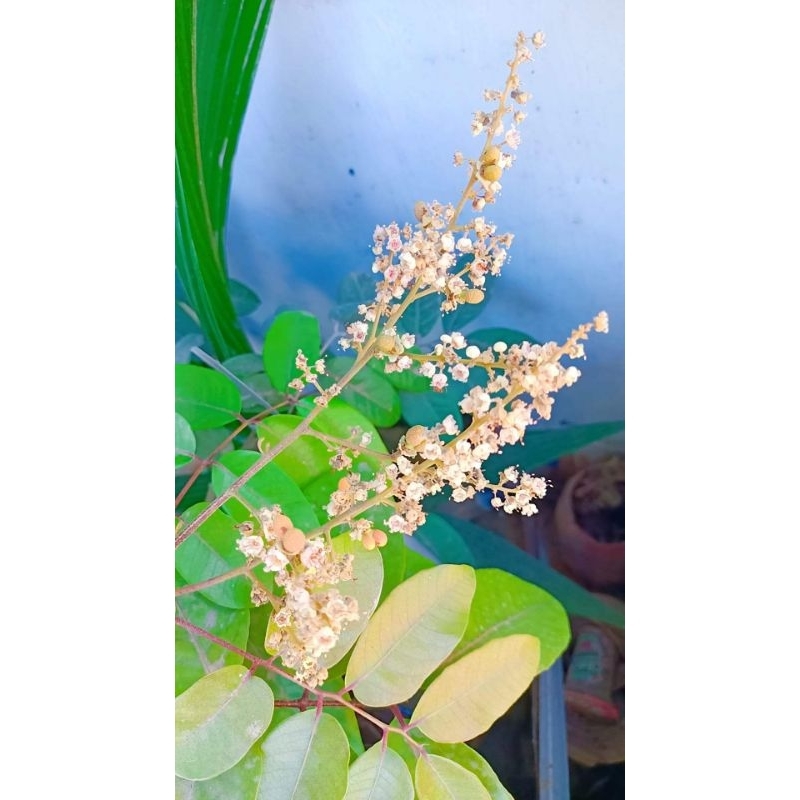 Kelengkeng merah berbunga okulasi