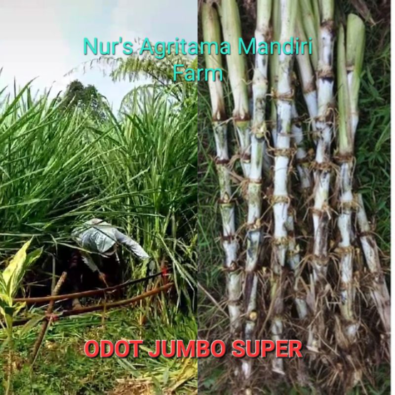 Bibit Odot Jumbo Super 1 KG