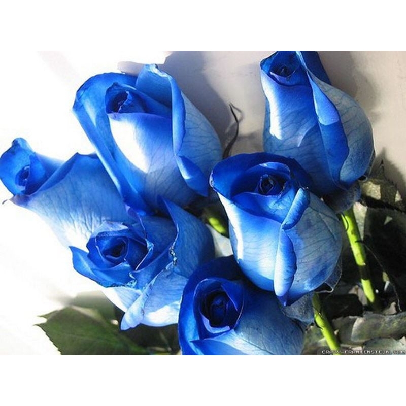 Bunga mawar biru asli/Mawar biru/mawar bagus/mawar indah