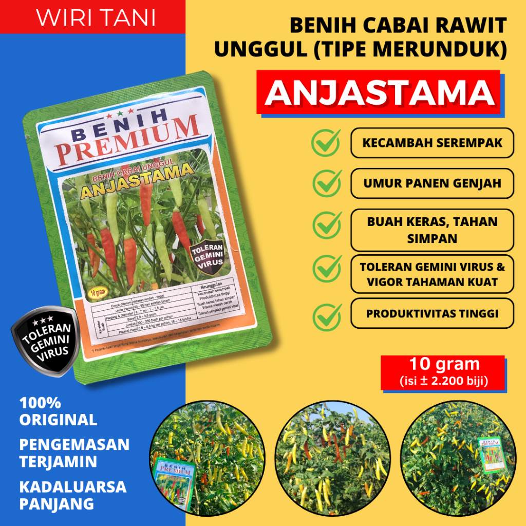 (10 gram) Benih Cabai Toleran Virus ANJASTAMA (±2.300 biji) | cabai tipe merunduk, perkecambahan ser