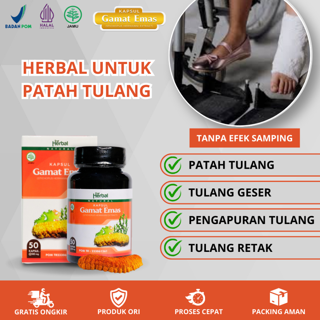 Obat Patah Tulang, Pemulihan Patah Tulang, Tulang Retak, Tulang Geser Dengan Gamat Emas