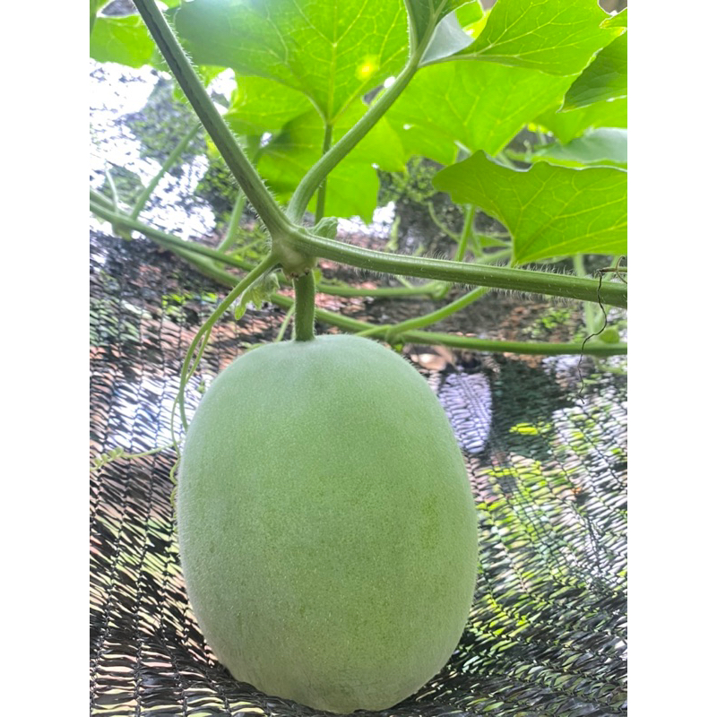 

Buah bligo ukuran 1,8-2kg