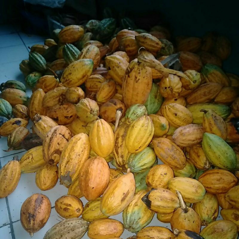 

buah kakao segar berkualitas