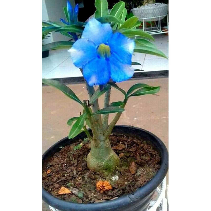 Promo Murah COD bibit bonsai adenium bunga biru - adenium bunga biru - bonsai adenium