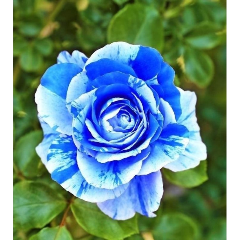 Promoo tanaman hias bunga mawar bunga biru putih - tanaman hias bunga mawar - bunga mawar