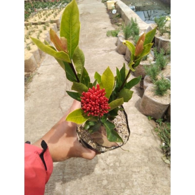 tanaman asoka bunga merah daun besar