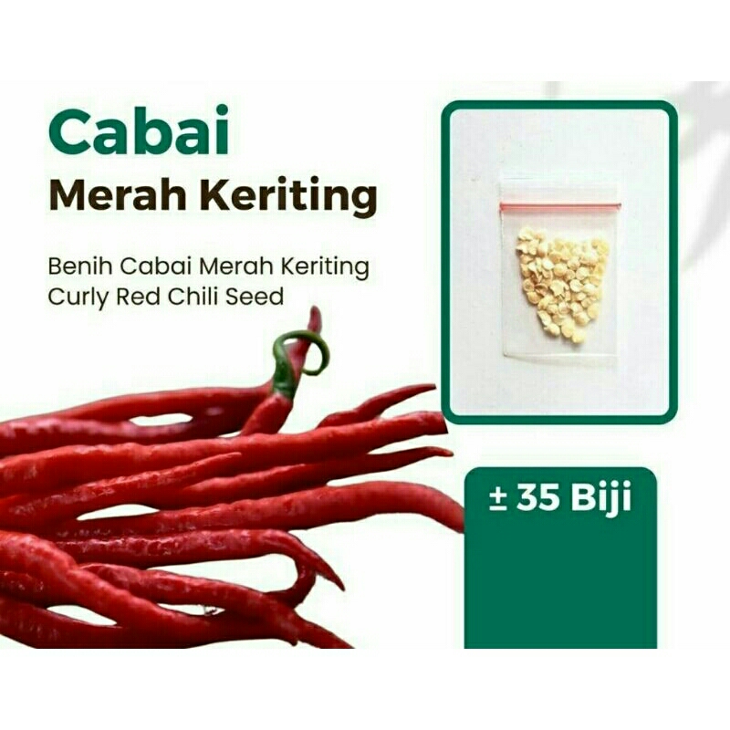 Benih cabe kriting 35 biji kemasan ekonomis