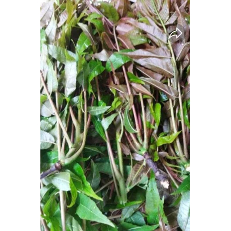 

500g daun suren segar