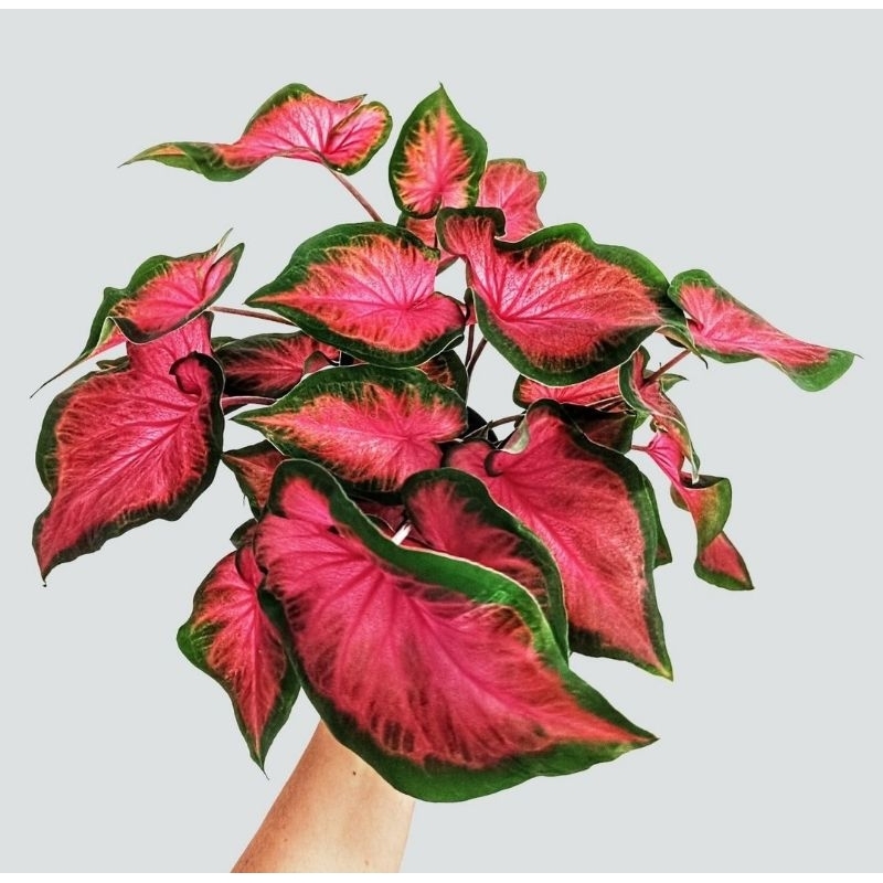 Tanaman Hias Keladi Lance Worton Bunga Hias Keladi Caladium Anakan Murah BUKAN BONGGOL Tanaman Hidup