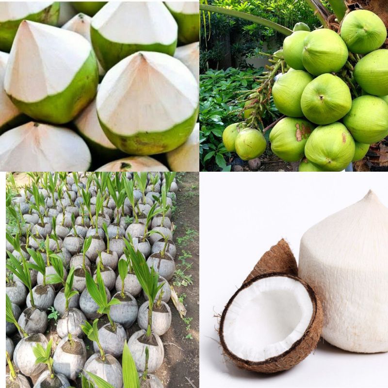 Bibit Kelapa Genjah Raja, Bibit Kelapa Genjah