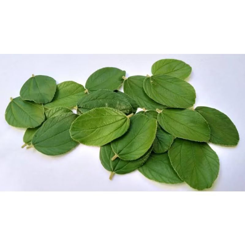 

Daun bidara arab segar 100 lembar+kirim Baru petik dr pohon, harga tuk 100 helai daun Bidara arab