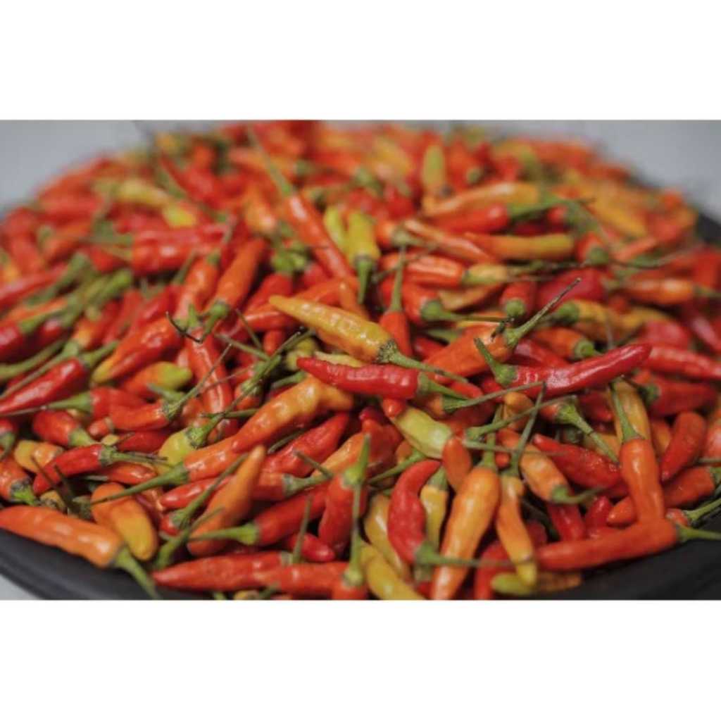 

Cabe Rawit kecil menggemaskan 500gr