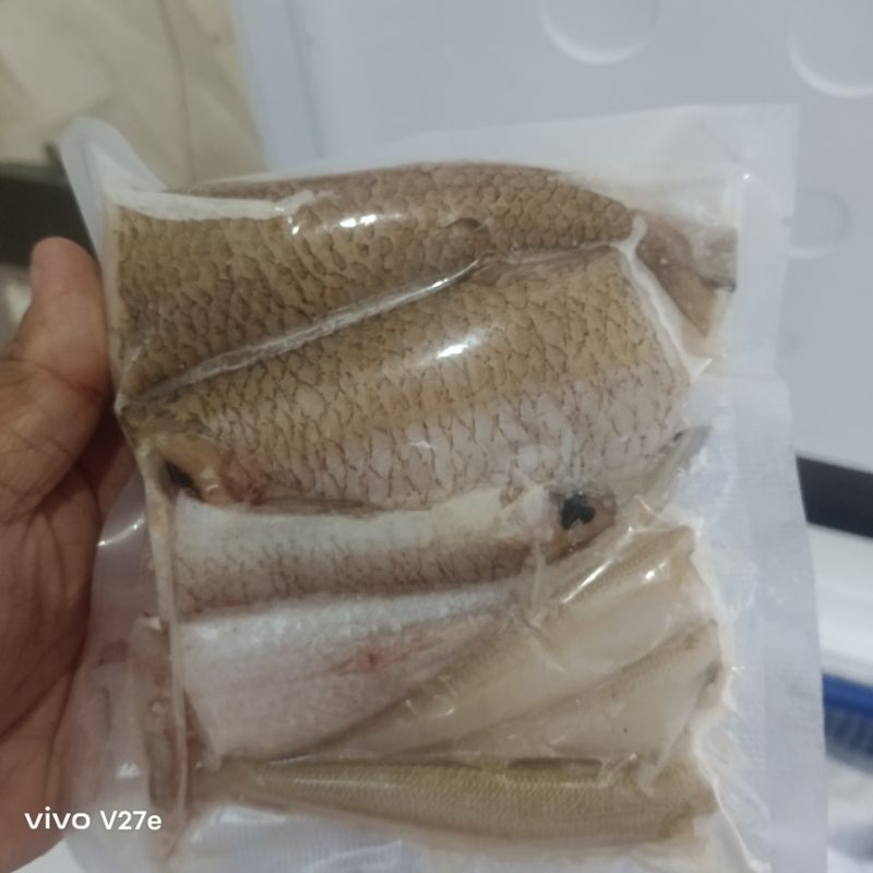 

ikan bloso/gabus laut