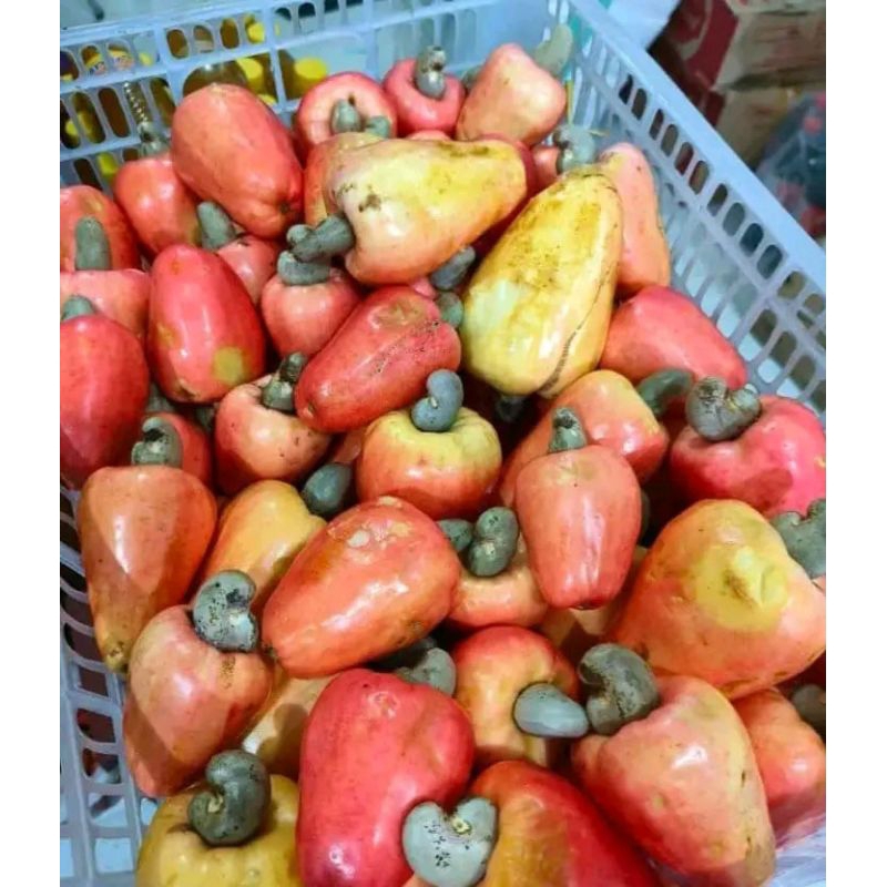 

Jambu Mete 1kg