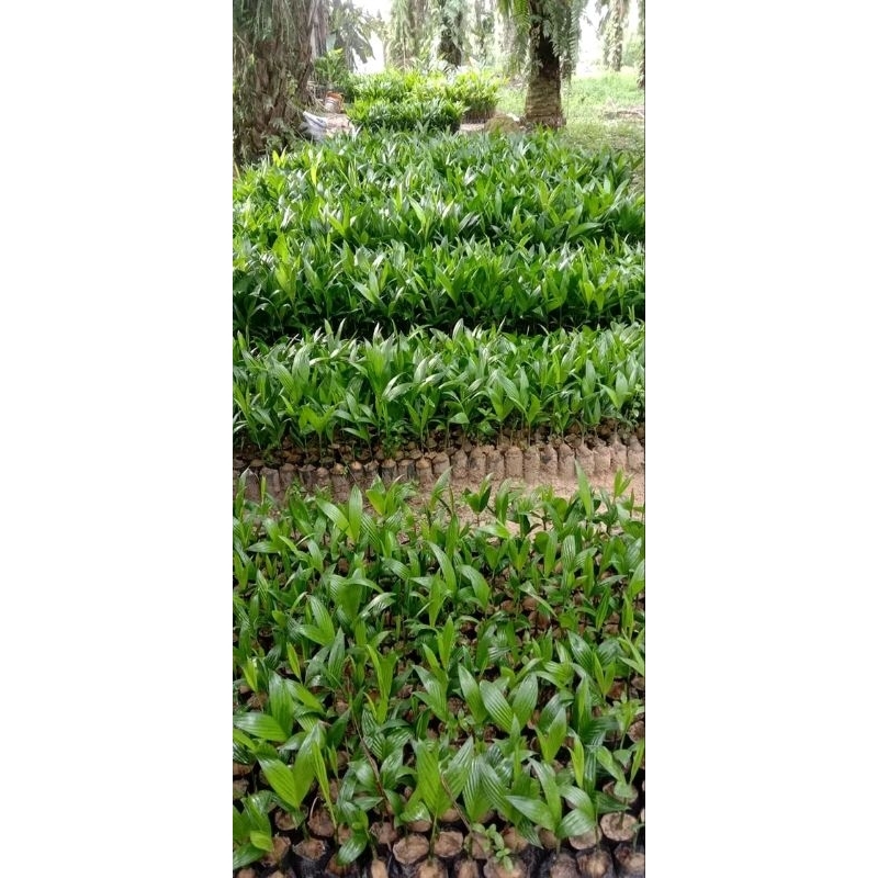 PAKET HEMAT 10BIBIT POHON PINANG BETARA UNGGUL SIAP TANAM