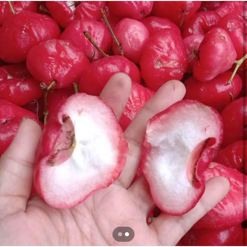 

Jambu air paket 500 gram