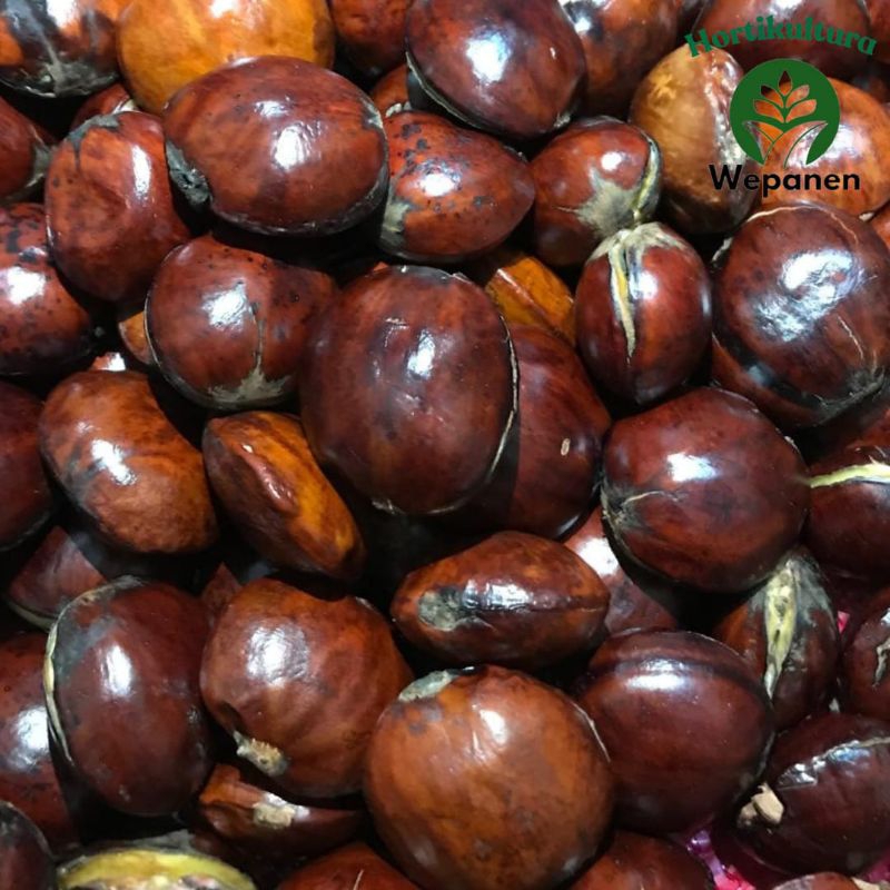 

Jengkol Full Tua 1Kg