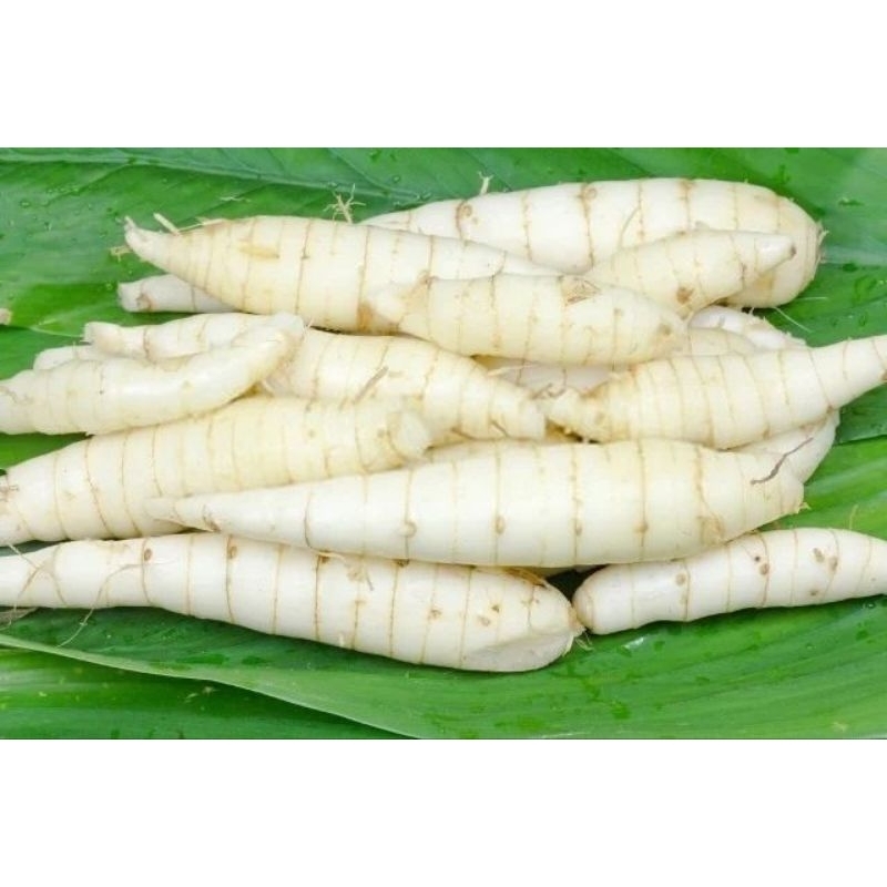 

umbi garut asli berat bersih 300grm, fres original