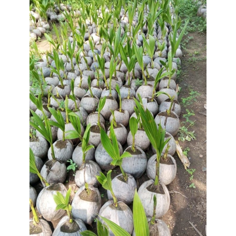 

PROMO! Kelapa Hijau Asli