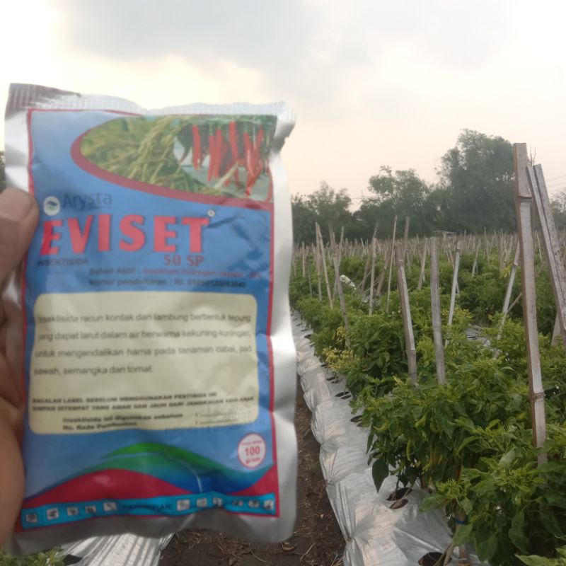 Insektisida EVISET racun kutu kutuan dan pengerek batang