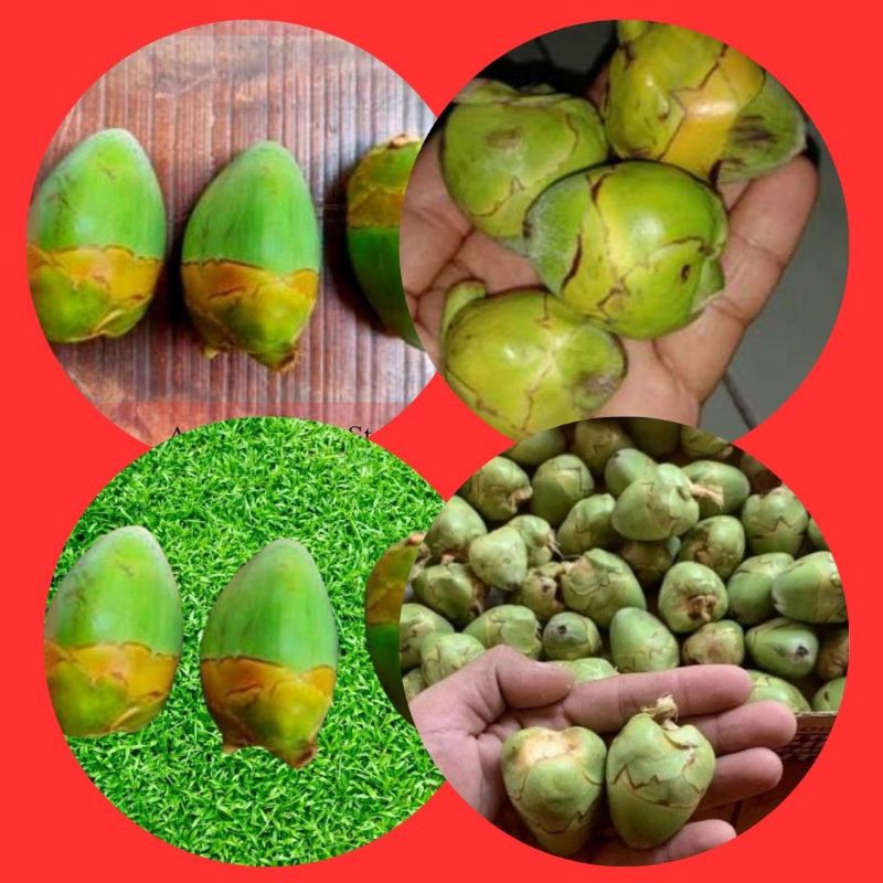 

Tembuluk Kelapa Muda Fresh isi 12Buah Obat Herbal Diabetes/Kencing Manis,