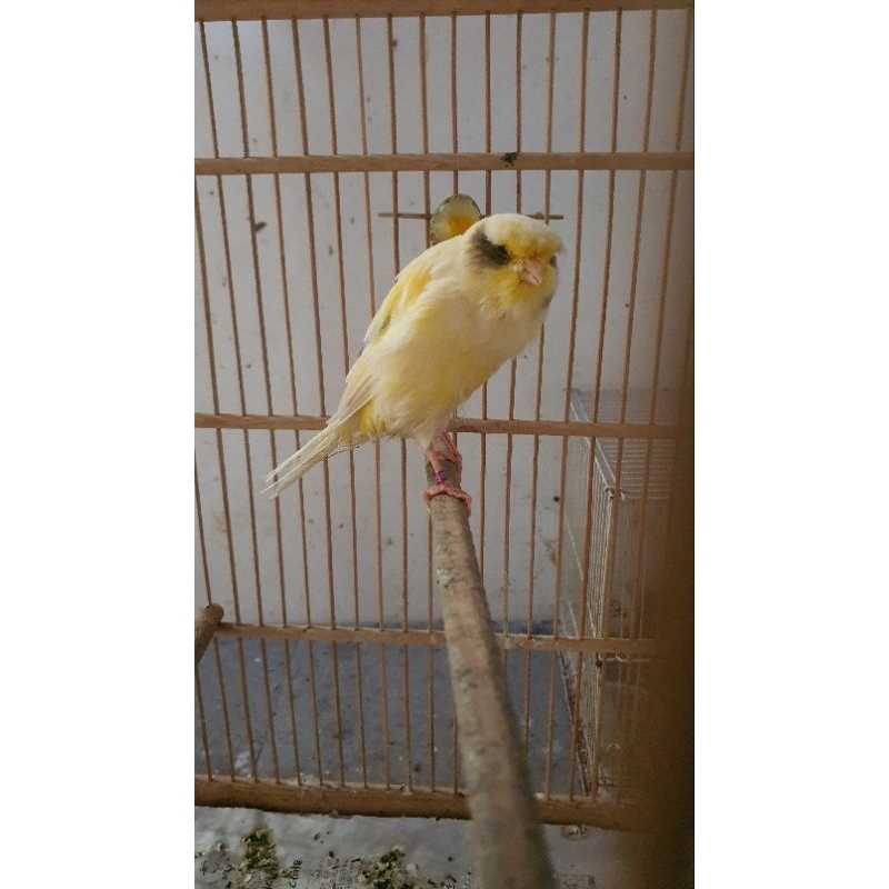 kenari yorkshire bunyi bodi besar