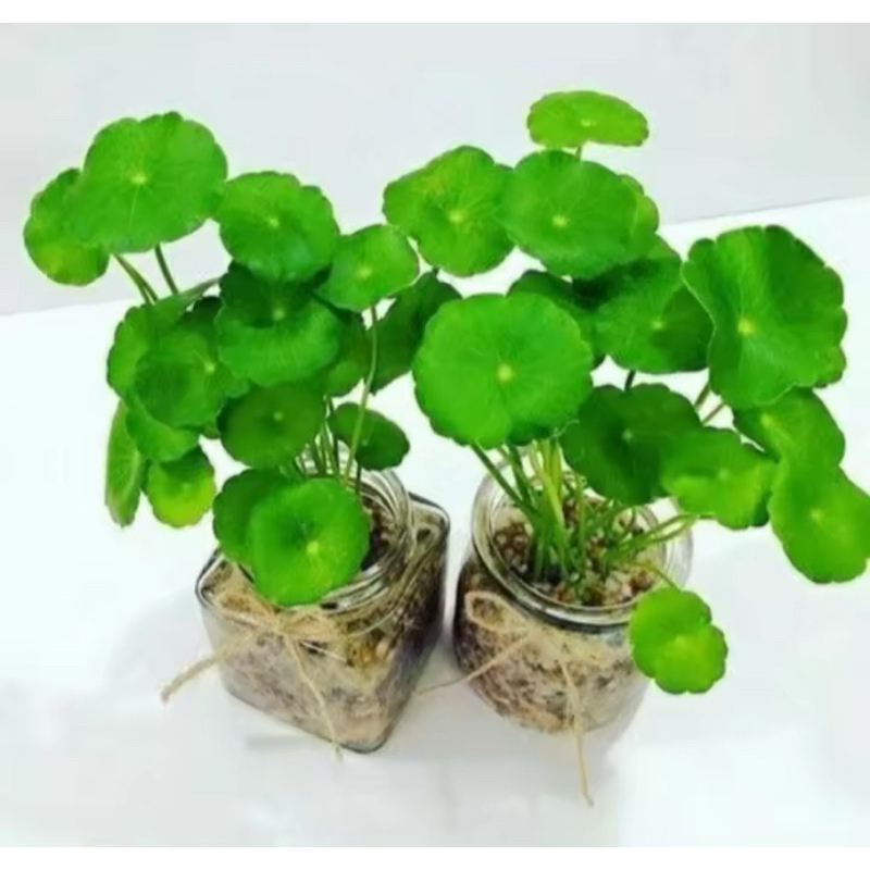 tanaman pegagan herbal tanaman air rimbun segar