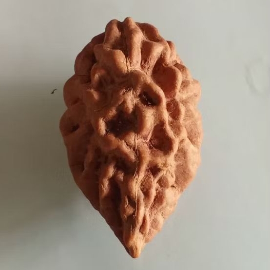 Rudraksha Jenitri mukhi 2 jumbo model daun