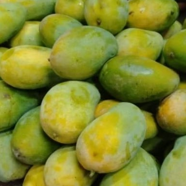 

Mangga Harum Manis/400 gr/900 kg