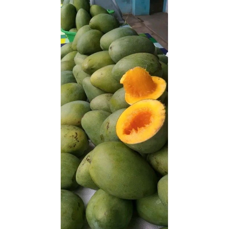 

PROMO MANGGA MANIS GADUNG ALPUKAT KLONAL 21 /HM DAN MANALAGI FRESH ASLI PASURUAN