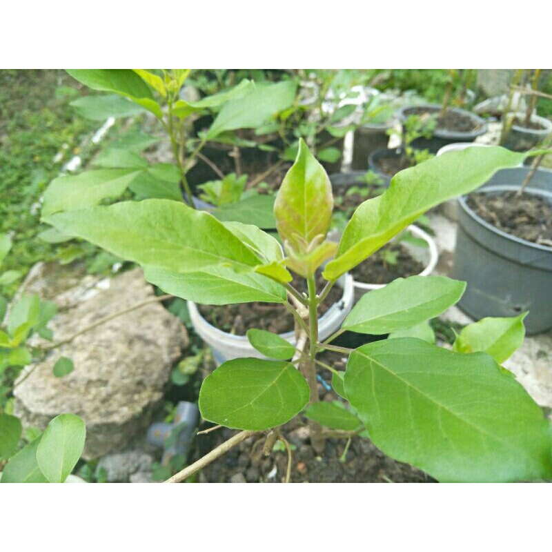 

bibit legundi/gandasari termurah