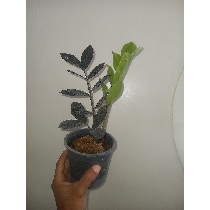 zamia Black Raven