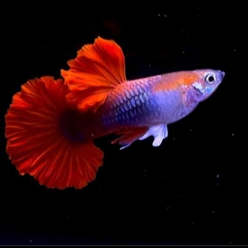 

Stiker Half Black HB Red Rosetail Bukan Alat Tulis