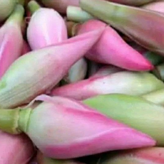 

kecombrang 1buah