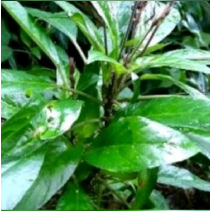 

Lalapan daun reunde 100gram