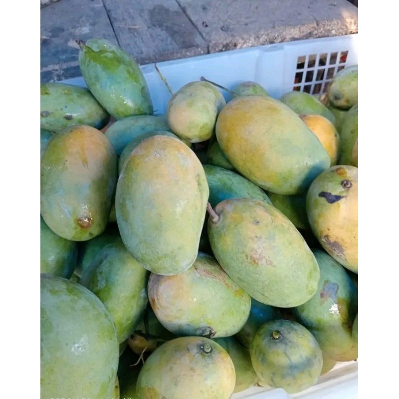 

MANGGA BAPANG/ PODANG 1/kg INDRAMAYU