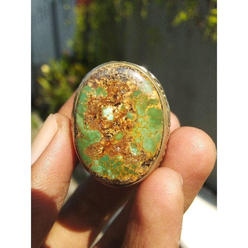 Pirus Urat emas Lawas