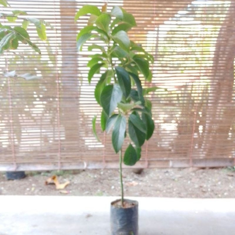 bibit buah alpukat red Vietnam okulasi tinggi 80cm