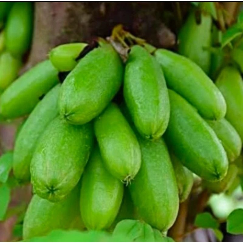 

Buah belimbing wuluh segar organik tanpa pestisida ukuran 335gram bisa lebih