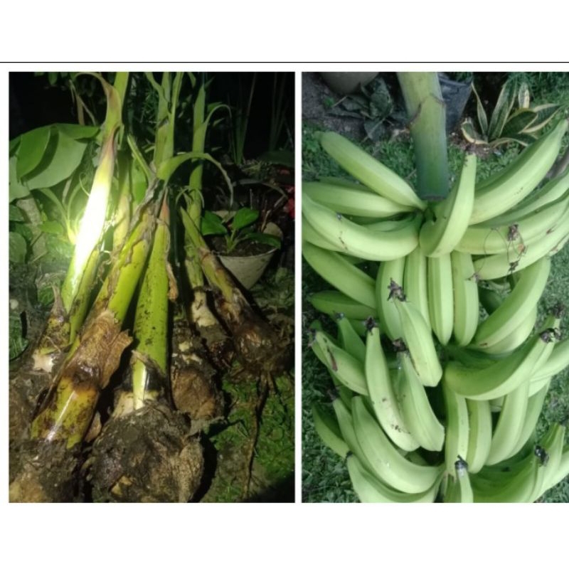 

terbaik bibit pisang Bawen ,pisang sisir