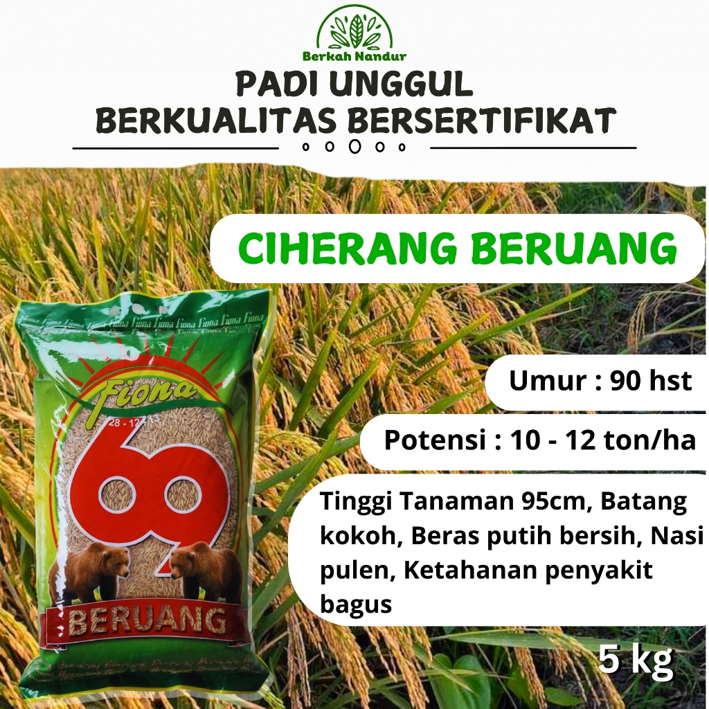Benih Padi Ciherang Beruang 5 kg Ciherang 69 ORIGINAL BERSERTIFIKAT
