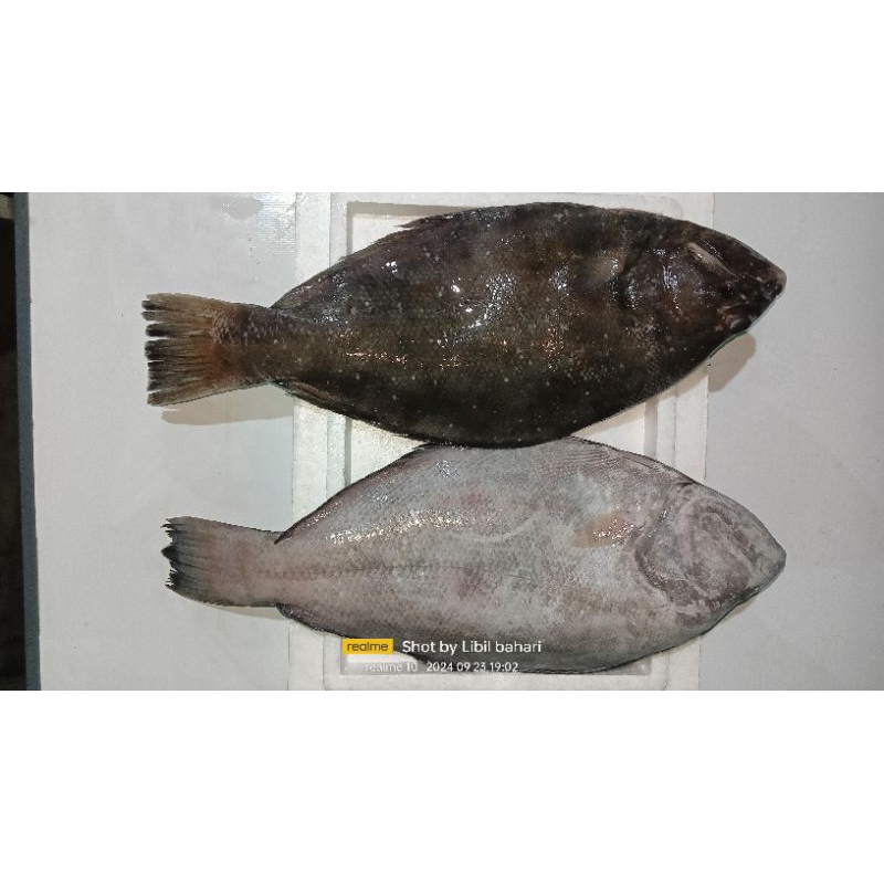 

ikan sebelah