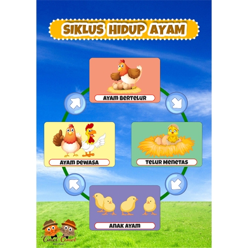 SIKLUS HIDUP AYAM | Media Pembelajaran Dan Pelatihan Anak | Ukuran A4
